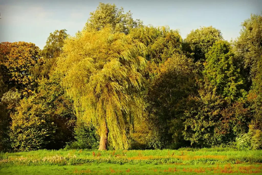 willow tree